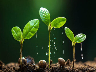El efecto del ácido húmico en la mejora del suelo.