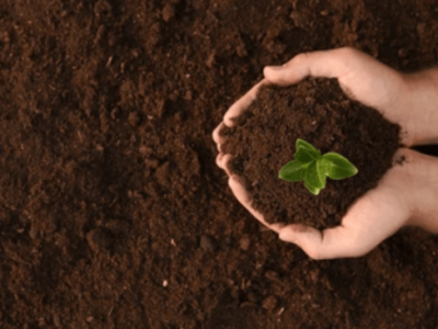 El efecto del ácido húmico en la mejora del suelo - acción química