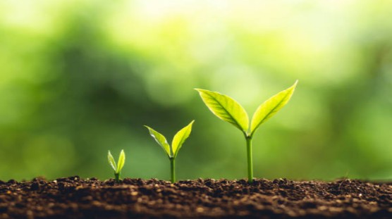 El efecto de mejora del ácido húmico en el suelo - efecto físico.jpg El efecto de mejora del ácido húmico en el suelo - efecto físico.jpg