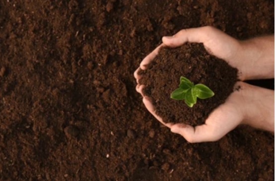 El efecto de mejora del ácido húmico en el suelo - efecto químico.jpg