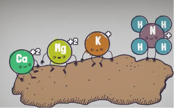El efecto de mejora del ácido húmico en el suelo - efecto químico.jpg