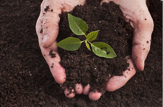 El efecto de mejora del ácido húmico en el suelo - efecto químico.jpg