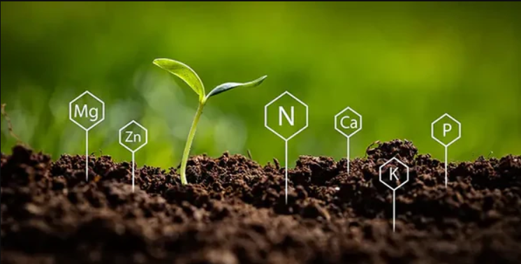 Activación y almacenamiento de nutrientes.jpg