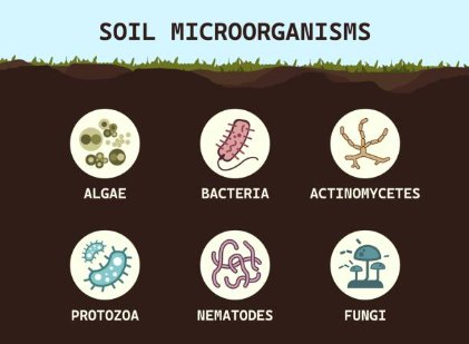 Efectos biológicos.jpg