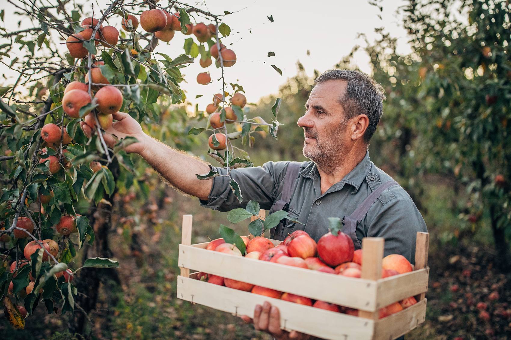 El efecto promotor del ácido fúlvico sobre el crecimiento vegetal y su aplicación en la producción agrícola.jpg