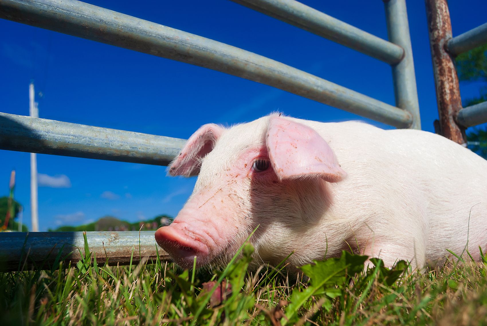 Escamas de humato de sodio de alta calidad de China con seguridad Delivery.jpg