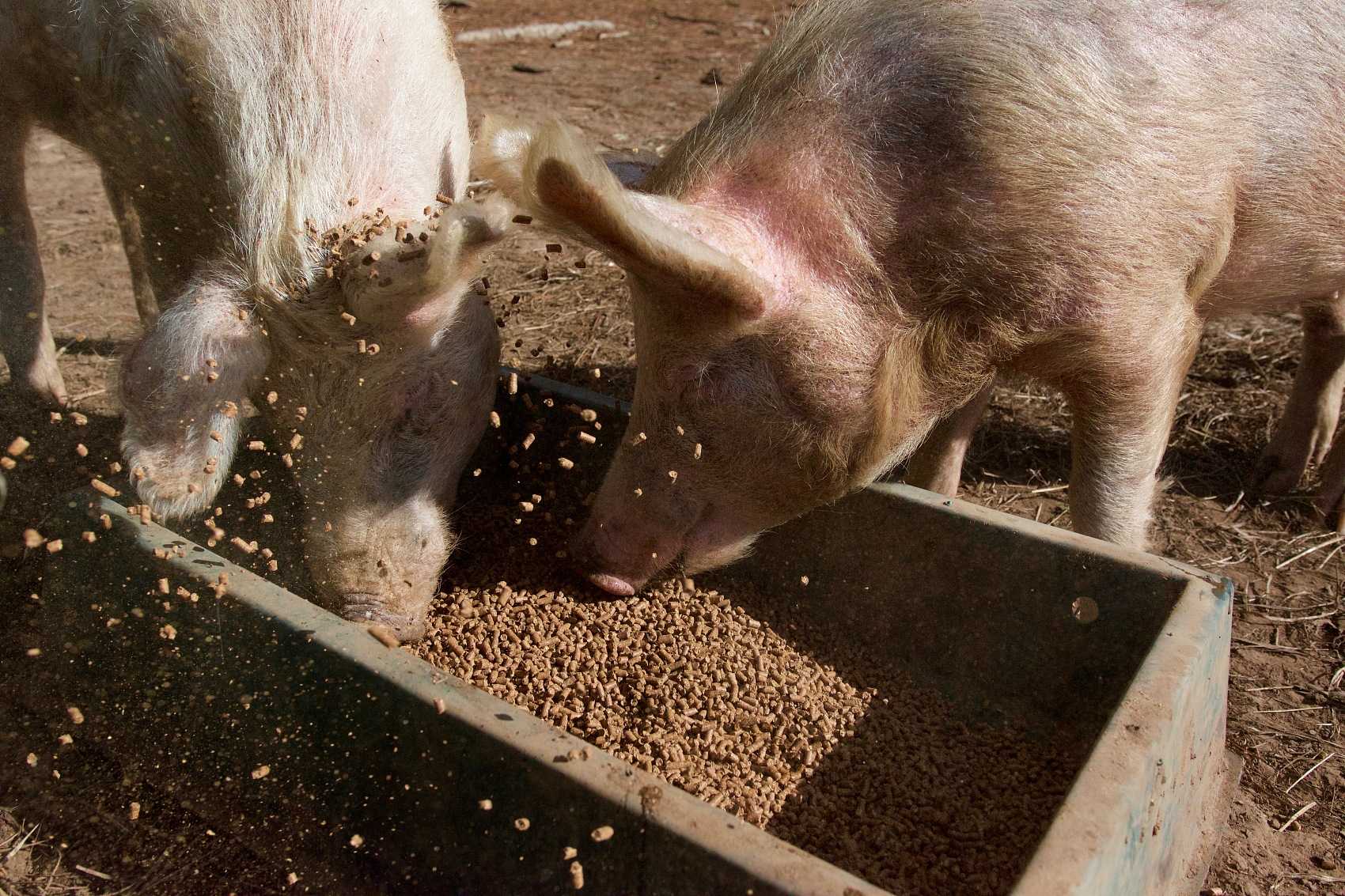 Aplicación de sodio Humate en la agricultura.jpg Aplicación de sodio Humate en la agricultura.jpg