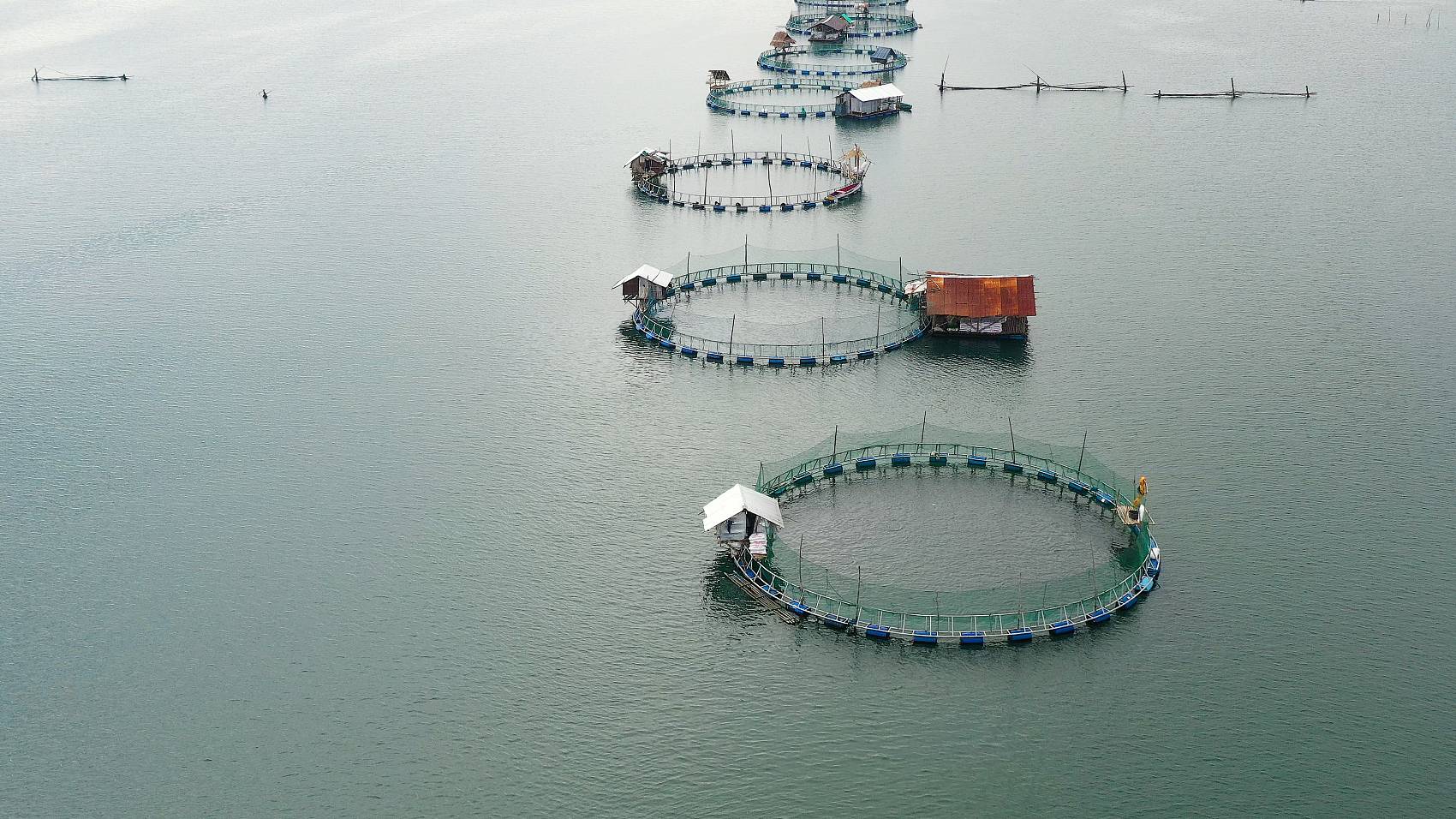 Aplicación de sodio Humate en la agricultura.jpg Aplicación de sodio Humate en la agricultura.jpg